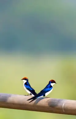 wild nature picture cute tiny swallows couple closeup