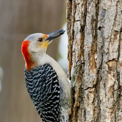 wild nature picture cute woodpecker closeup