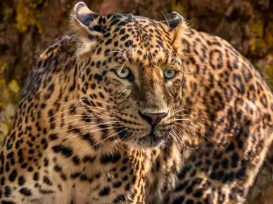 wild nature picture dynamic cheetah face