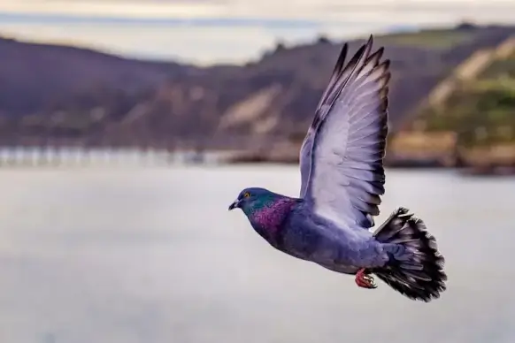 wild nature picture dynamic flying dove