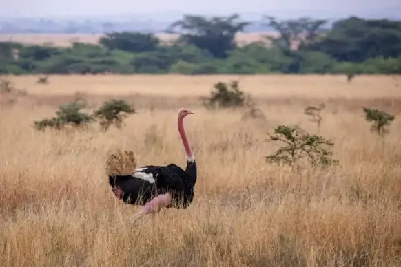 wild nature picture dynamic running ostrich meadow scene