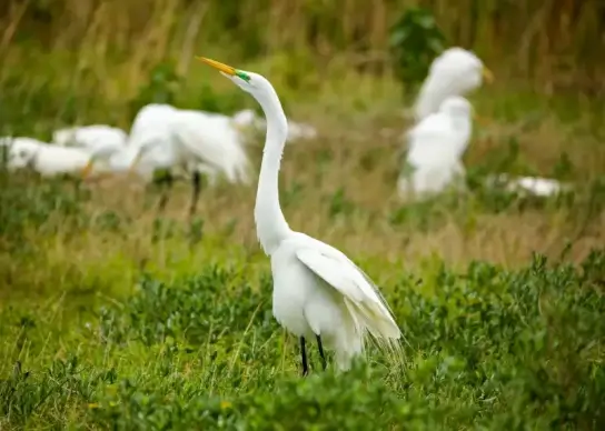 wild nature picture dynamic stork flock meadow scene