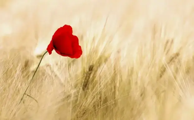 wild nature picture elegant bright petal grass