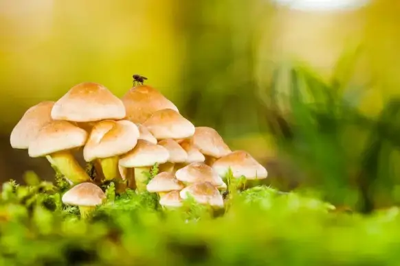 wild nature picture elegant closeup