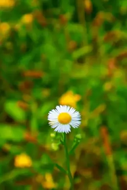 wild nature picture elegant closeup chrysanthemum petal