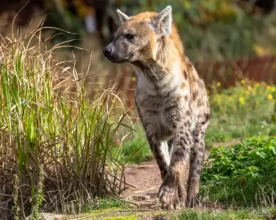 wild nature picture elegant dynamic walking hyena  