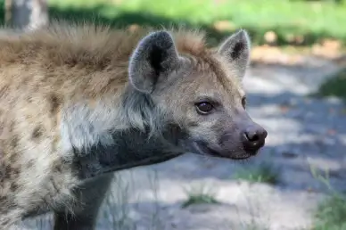 wild nature picture elegant Hyenas face closeup