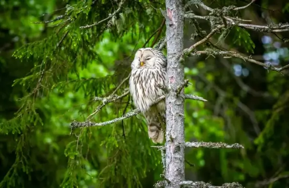 wild nature picture elegant perching owl scene 