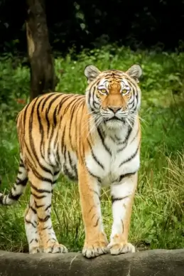 wild nature picture elegant realistic tiger 