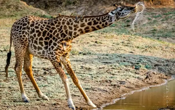 wild nature picture giraffe drinking water scene 