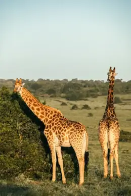 wild nature picture giraffe herd trees grassland scene