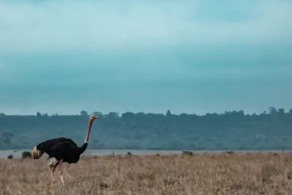 wild nature picture ostrich meadow scene