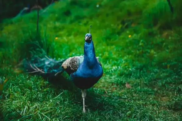 wild nature picture peafowl walking meadow scene 