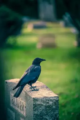 wild nature picture perching crow tomb scene closeup