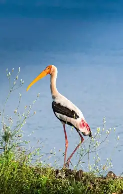 wild nature picture perching stork lake scene