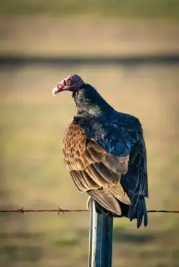 wild nature picture perching vulture scene