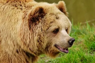 wild nature picture realistic bear face sketch