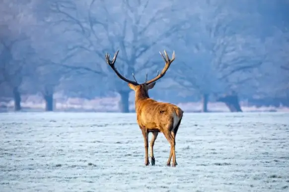 wild nature picture reindeer animal forest scene 