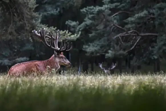 wild nature picture reindeer meadow forest contrast scene 