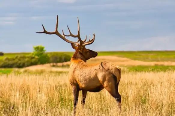 wild nature picture reindeer meadow scene 