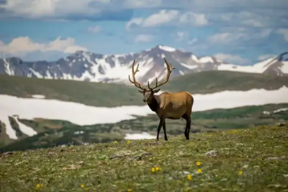 wild nature picture reindeer snowy highland scene 
