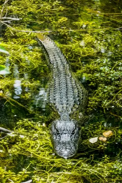 wild nature picture swimming crocodile pond scene