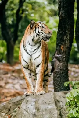 wild nature picture tiger forest scene 