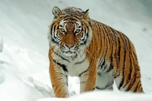 wild nature picture tiger walking snow scene 