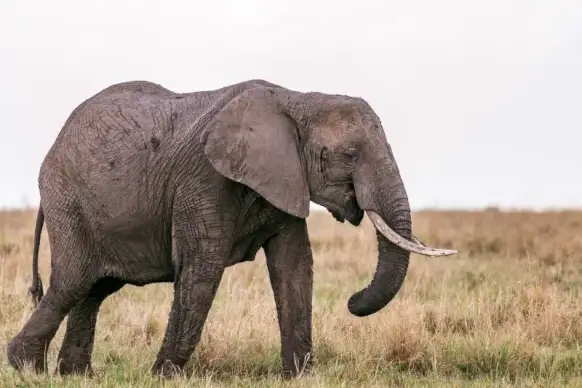 wild nature picture walking elephant scene