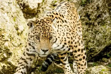 wild nature picture walking jaguar  scene