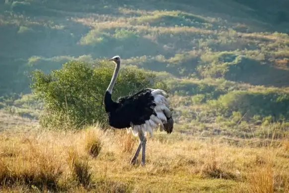 wild nature picture walking ostrich mountain meadow scene 