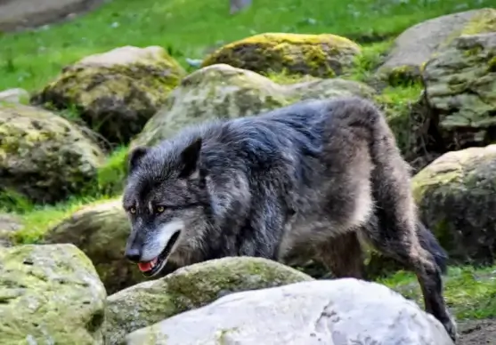 wild nature picture walking wolf scene 