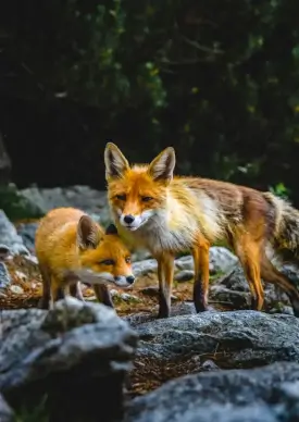 wild nature scene picture cute foxes