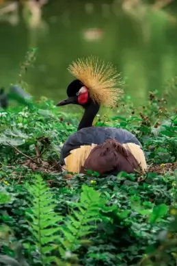 wild nature scene picture grey crowned crane closeup 
