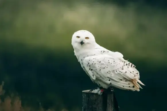 wild owl picture elegant realistic