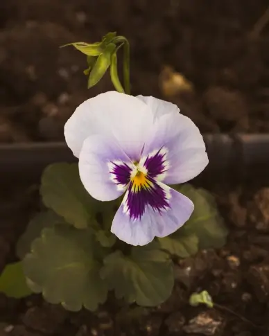 wild plant backdrop picture contrast pansy petal closeup