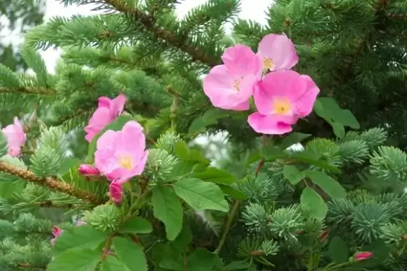 wild roses in pine