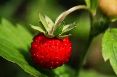 wild strawberry  backdrop picture elegant closeup