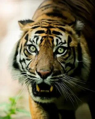 wild tiger picture aggressive face closeup 