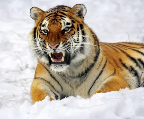 wilderness picture aggressive tiger snow scene 