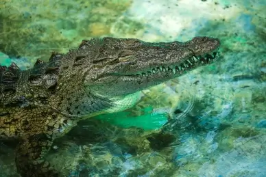 wilderness picture crocodile  pond water closeup