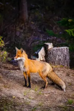 wilderness picture cute fox contrast jungle 