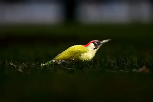 wilderness picture dark woodpecker closeup scene