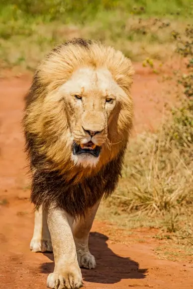 wilderness picture dynamic lion elegance