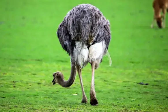 wilderness picture dynamic walking ostrich