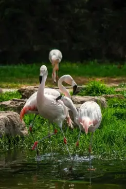 wilderness picture flamingo birds flocks scene 
