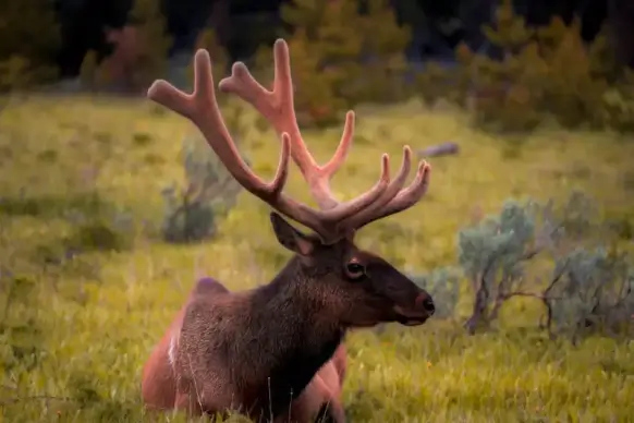 wilderness picture lying reindeer meadow scene 