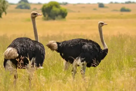 wilderness picture ostrich flock meadow scene