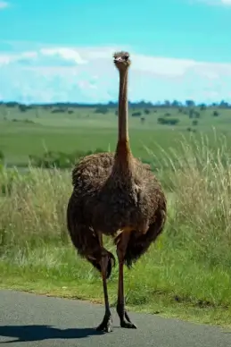 wilderness picture ostrich meadow scene