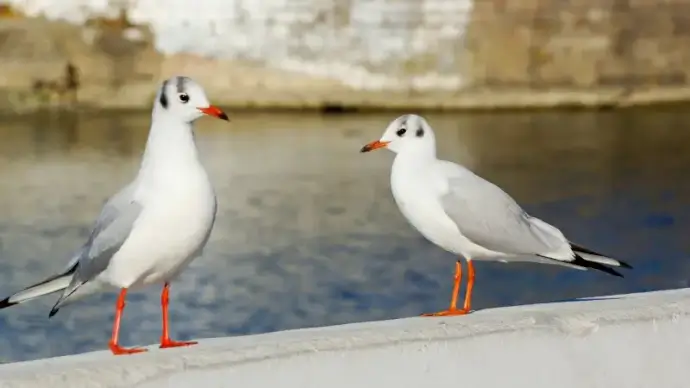 wilderness picture perching seagulls closeup 